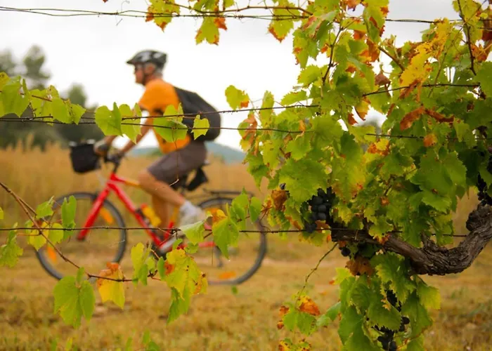 La Petite Vigneronne - Clim - Calme